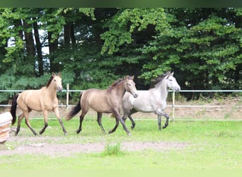 Lusitano, Giumenta, 3 Anni, 160 cm