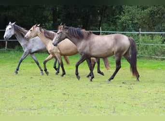 Lusitano, Giumenta, 3 Anni, 160 cm