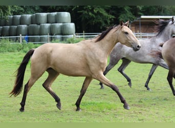 Lusitano, Giumenta, 3 Anni, 160 cm