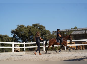 Lusitano, Giumenta, 3 Anni, 162 cm, Baio ciliegia