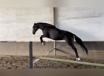 Lusitano Mix, Giumenta, 3 Anni, 162 cm, Baio scuro