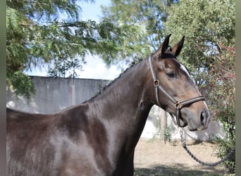 Lusitano Mix, Giumenta, 3 Anni, 162 cm, Baio scuro