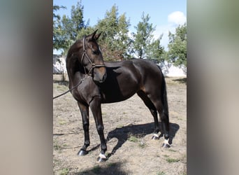 Lusitano Mix, Giumenta, 3 Anni, 162 cm, Baio scuro