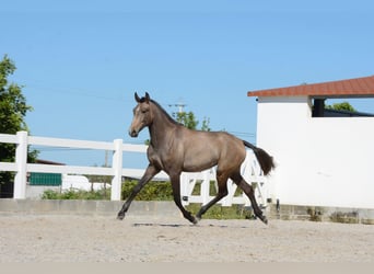 Lusitano, Giumenta, 3 Anni, 162 cm, Grigio rossastro