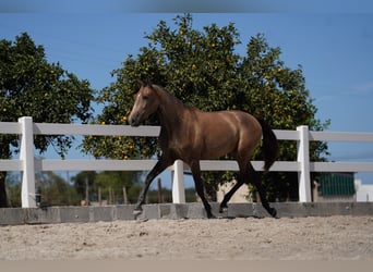 Lusitano, Giumenta, 3 Anni, 162 cm, Grigio rossastro