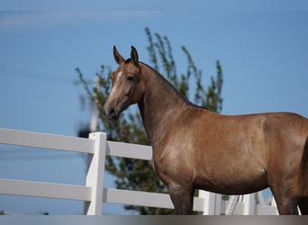 Lusitano, Giumenta, 3 Anni, 162 cm, Grigio rossastro