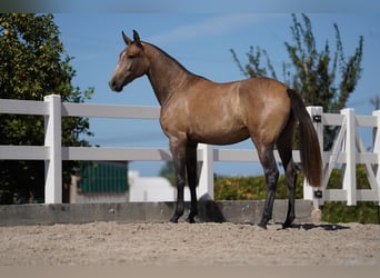 Lusitano, Giumenta, 3 Anni, 162 cm, Grigio rossastro