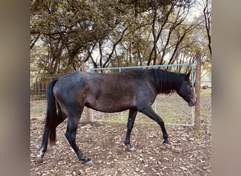 Lusitano, Giumenta, 3 Anni, 164 cm, Grigio