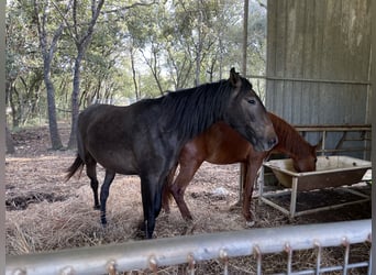 Lusitano, Giumenta, 3 Anni, 164 cm, Grigio