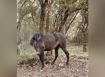 Lusitano, Giumenta, 3 Anni, 164 cm, Grigio