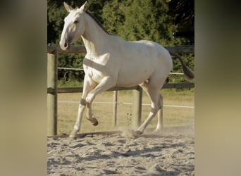 Lusitano, Giumenta, 3 Anni, 165 cm, Cremello