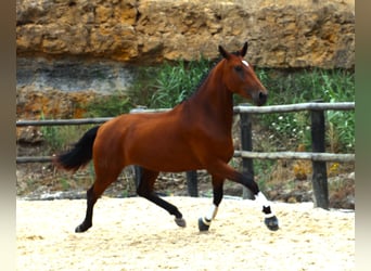 Lusitano, Giumenta, 3 Anni, 170 cm, Baio