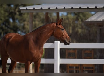 Lusitano, Giumenta, 3 Anni, Baio ciliegia