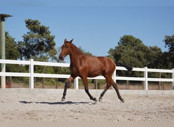 Lusitano, Giumenta, 3 Anni, Baio ciliegia
