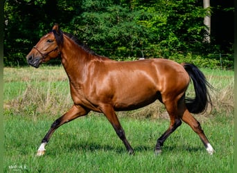 Lusitano, Giumenta, 3 Anni, Baio