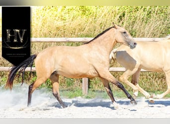 Lusitano, Giumenta, 3 Anni