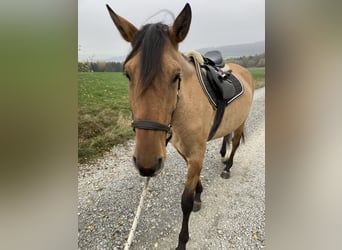 Lusitano, Giumenta, 3 Anni, Falbo