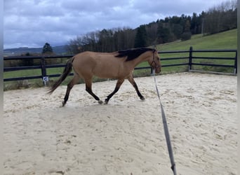 Lusitano, Giumenta, 3 Anni, Falbo