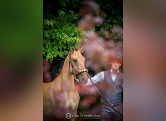 Lusitano, Giumenta, 3 Anni, Falbo