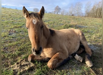 Lusitano, Giumenta, 3 Anni, Falbo