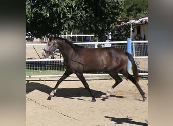 Lusitano, Giumenta, 3 Anni, Grigio