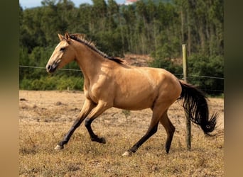 Lusitano, Giumenta, 3 Anni, Pelle di daino
