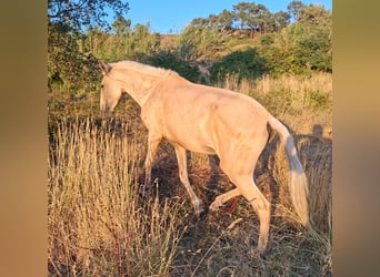Lusitano, Giumenta, 4 Anni, 146 cm, Palomino