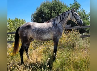 Lusitano Mix, Giumenta, 4 Anni, 152 cm, Grigio
