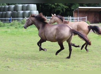 Lusitano, Giumenta, 4 Anni, 157 cm, Falbo