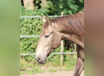 Lusitano, Giumenta, 4 Anni, 157 cm, Falbo