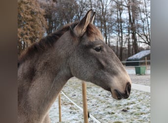 Lusitano, Giumenta, 4 Anni, 157 cm, Falbo