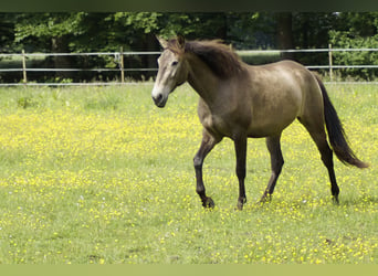 Lusitano, Giumenta, 4 Anni, 157 cm, Falbo