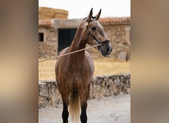 Lusitano, Giumenta, 4 Anni, 159 cm, Grigio