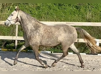 Lusitano, Giumenta, 4 Anni, 160 cm, Grigio