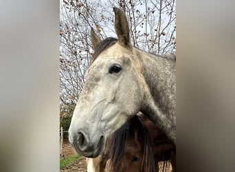 Lusitano, Giumenta, 4 Anni, 160 cm, Grigio