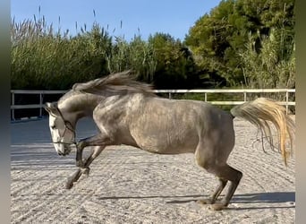 Lusitano, Giumenta, 4 Anni, 160 cm, Grigio