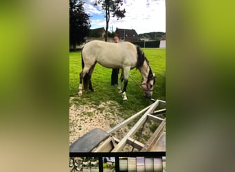 Lusitano Mix, Giumenta, 4 Anni, 161 cm, Dunalino