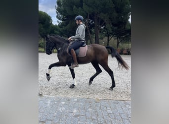 Lusitano, Giumenta, 4 Anni, 161 cm, Morello