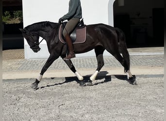 Lusitano, Giumenta, 4 Anni, 162 cm, Morello