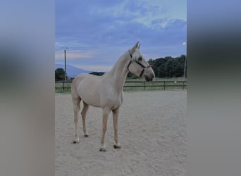 Lusitano, Giumenta, 4 Anni, 162 cm, Perlino