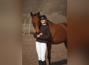 Lusitano, Giumenta, 4 Anni, 164 cm, Baio