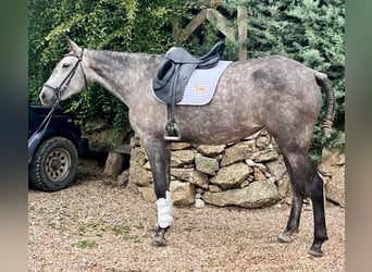 Lusitano, Giumenta, 4 Anni, 164 cm, Grigio