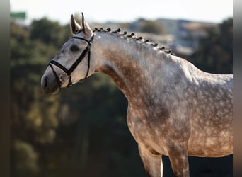 Lusitano, Giumenta, 4 Anni, 166 cm, Grigio