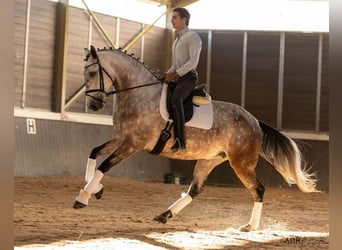 Lusitano, Giumenta, 4 Anni, 166 cm, Grigio