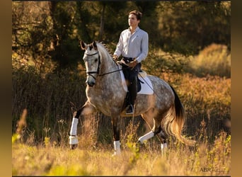 Lusitano, Giumenta, 4 Anni, 166 cm, Grigio