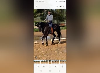 Lusitano, Giumenta, 4 Anni, 168 cm, Morello