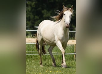 Lusitano Mix, Giumenta, 5 Anni, 147 cm, Champagne