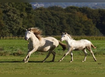 Lusitano Mix, Giumenta, 5 Anni, 147 cm, Champagne