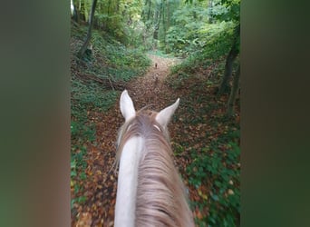 Lusitano Mix, Giumenta, 5 Anni, 147 cm, Champagne