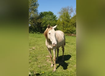Lusitano Mix, Giumenta, 5 Anni, 147 cm, Champagne